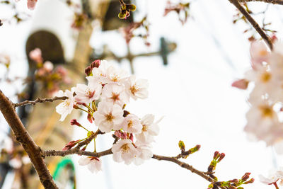 Close-up of cherry blossoms in spring