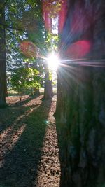 Sun shining through tree