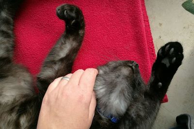 Close-up of hand with dog