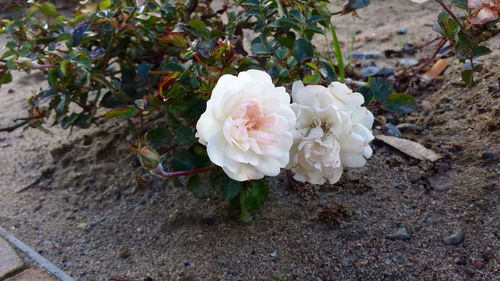 Close-up of white flowers blooming outdoors