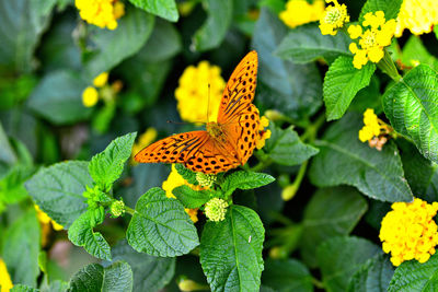 Close-up of butterfly on yellow flower