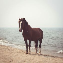 Dog standing on shore