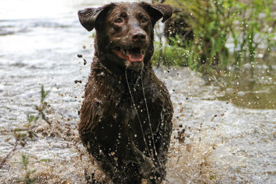 Dog in water at beach