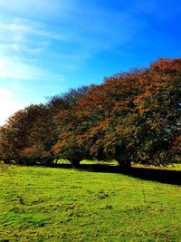 Trees on field against sky during autumn