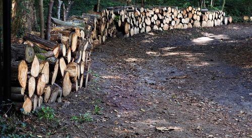 Stack of logs in forest