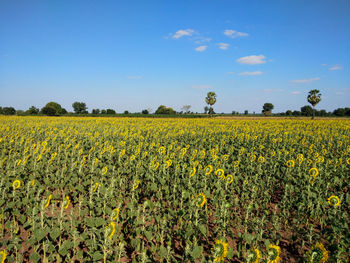 Scenic view of oilseed rape field against sky