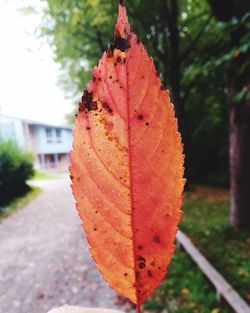 Close-up of red maple leaf on tree