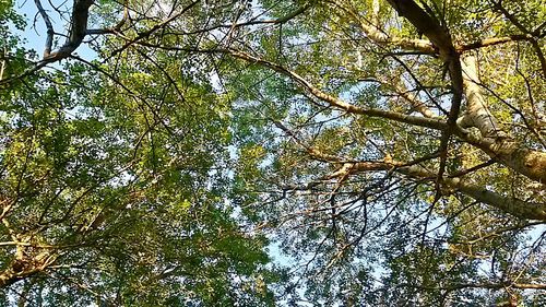 Low angle view of trees