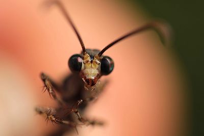 Close-up of fly