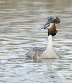 Close-up of great crested grebe in lake