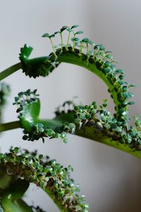 Close-up of fresh green plant