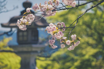 Close-up of pink flowers on tree