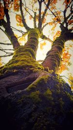 Low angle view of tree during autumn