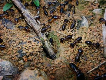 Close-up of bee on tree trunk