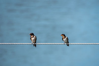 Low angle view of birds perching on cable