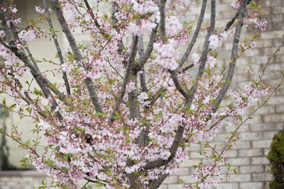 Close-up of cherry blossom tree