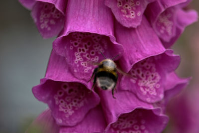 Close-up of bee pollinating on pink flower