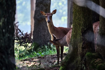 Portrait of deer standing on tree trunk