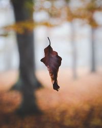 Close up of leaf