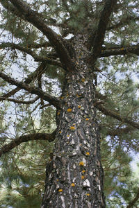 Low angle view of tree in forest