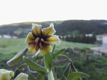 Close-up of flower blooming outdoors