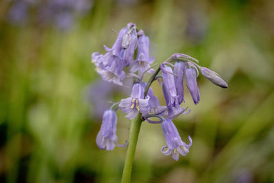 Close-up of purple flowering plant