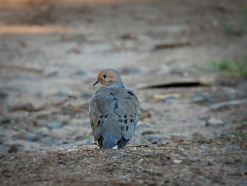 Close-up of bird perching on a land