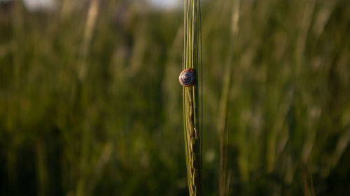 Close-up of snail on grass