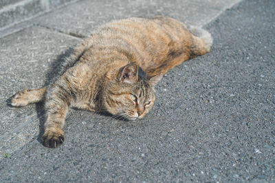 Stray cats at the ferry to ainoshima island, a cat island in fukuoka prefecture japan.