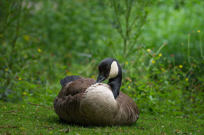 Canada goose sitting on grassy field