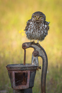 Owl perching on metal