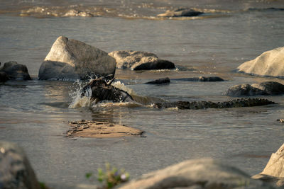 Close-up of crocodile on rock