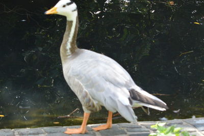 View of a bird