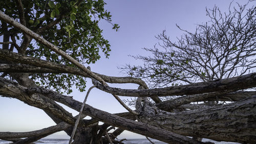 Low angle view of bare tree against sky