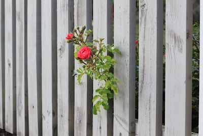 Close-up of rose plant on wooden fence