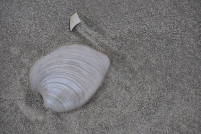 Close-up of seashell on sand at beach