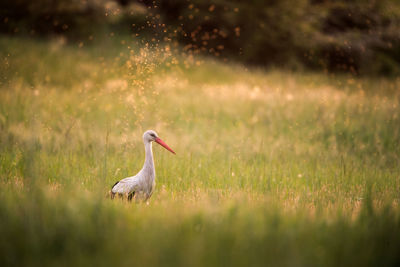 White stork on grassy field