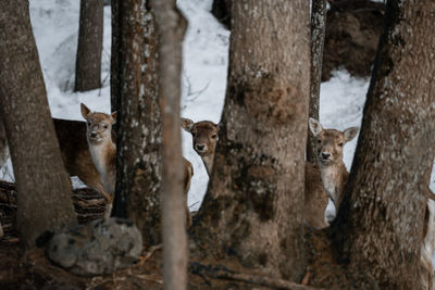 Portrait of cat standing on snow covered field