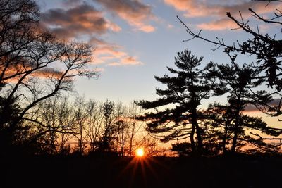 Silhouette trees against sky during sunset