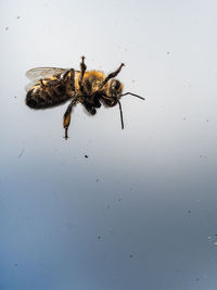 Close-up of bee flying in sky