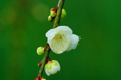 Close-up of white flower buds
