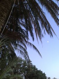 Low angle view of palm trees against sky