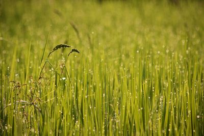 Close-up of wet grass on field