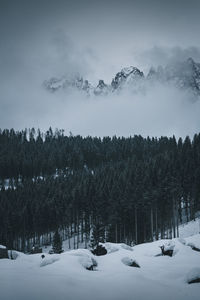 Trees on snow covered land against sky