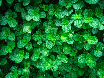 Full frame shot of green plants