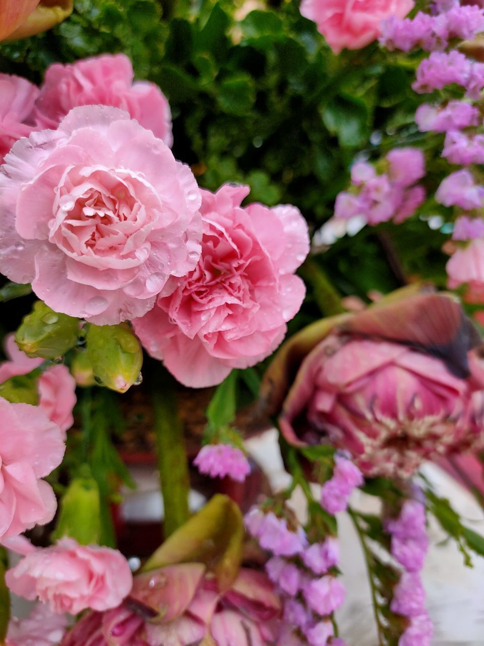 CLOSE-UP OF PINK ROSE