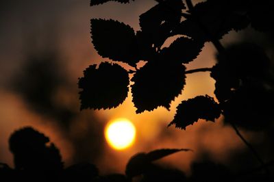 Close-up of silhouette tree against sky during sunset