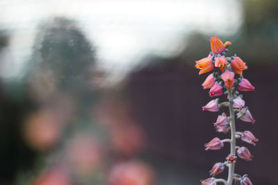 Close-up of flowers against blurred background