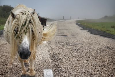 Close-up of horse against sky