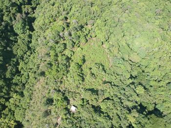 High angle view of plants on land